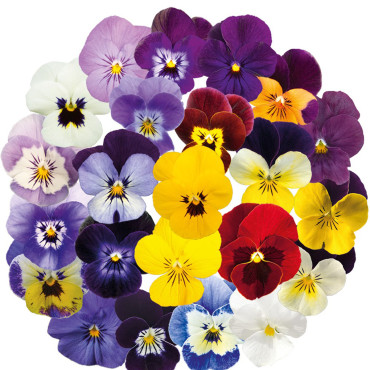 Viola cornuta Admire...