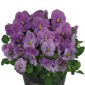 Viola cornuta Admire