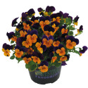 Viola cornuta Admire