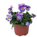 Viola cornuta Admire