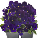 Viola cornuta Admire