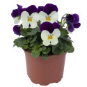 Viola cornuta Admire