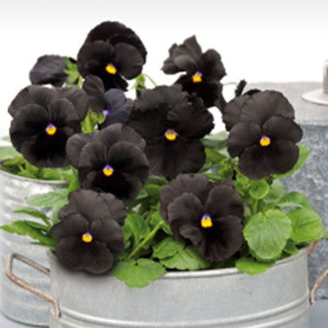 Viola wittrockiana A...