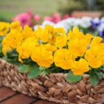 Viola wittrockiana C...