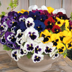 Viola wittrockiana I...