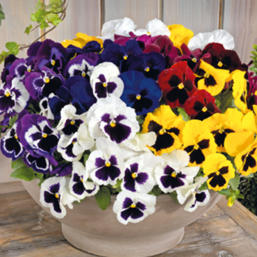 Viola wittrockiana I...