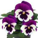 Viola wittrockiana Inspire DeluXXe