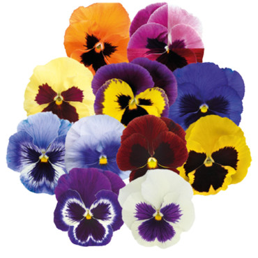 Viola wittrockiana I...