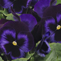 Viola wittrockiana Inspire Plus