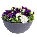 Viola wittrockiana Inspire Plus