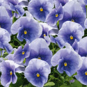 Viola wittrockiana Inspire Plus