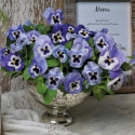 Viola wittrockiana Inspire Plus