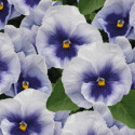 Viola wittrockiana Inspire Plus