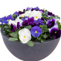 Viola wittrockiana Inspire Plus