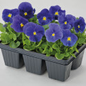 Viola wittrockiana Inspire Plus