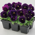 Viola wittrockiana Inspire Plus