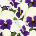 Viola wittrockiana Inspire Plus