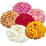 Zinnia Oklahoma...