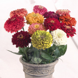 Zinnia Elegans Benar...