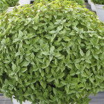 Albahaca Aristotle...