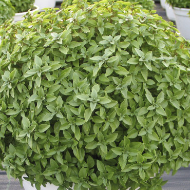 Albahaca Aristotle...