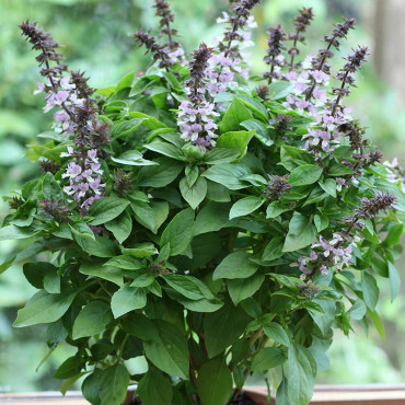 Albahaca Floral Spir...