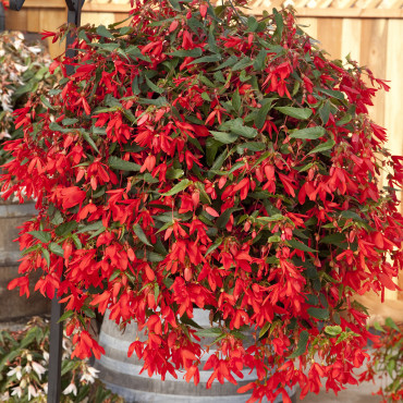 Begonia Bol. Bossa N...