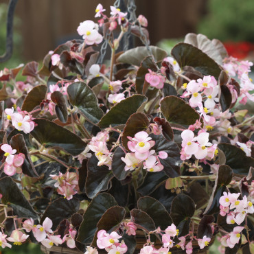 Begonia Inter.Ikon...