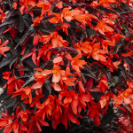 Begonia Bol. Bossa N...