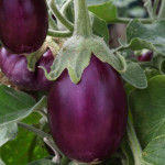 Berenjena Amethyst...