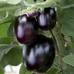 Berenjena Jackpot...