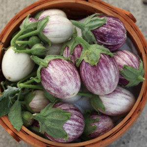 Berenjena Pinstripe...