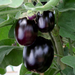 Berenjena Jackpot...