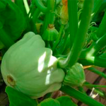 Calabaza hort.Balmor...