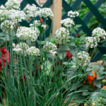 Cebollín Ajo Giganti...