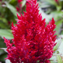 Celosia Plumosa Bright Sparks