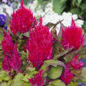 Celosia Plumosa Bright Sparks