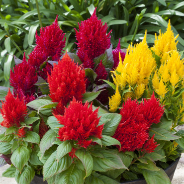 Celosia Plumosa Brig...