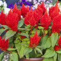 Celosia Plumosa Bright Sparks