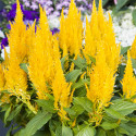 Celosia Plumosa Bright Sparks