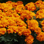 Cempasuchil Trip.Zen...