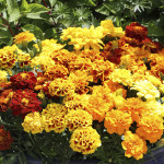 Cempasuchil Fran.Alu...