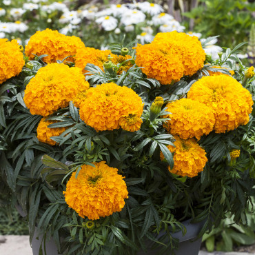 Cempasuchil Afr.Big ...