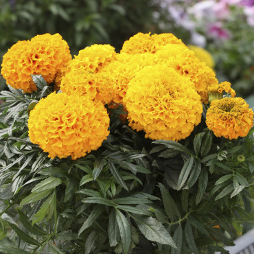 Cempasuchil Afr.Chee...