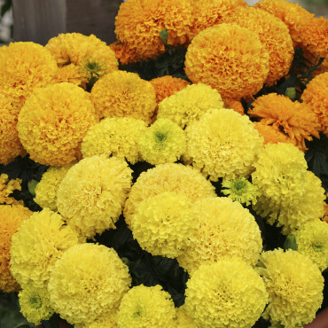 Cempasuchil Afr.Dune...