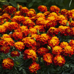 Cempasuchil Fran.Hap...