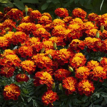 Cempasuchil Fran.Hap...