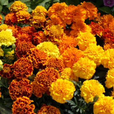 Cempasuchil Fran.Cre...