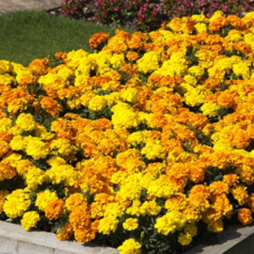 Cempasuchil Trip.End...