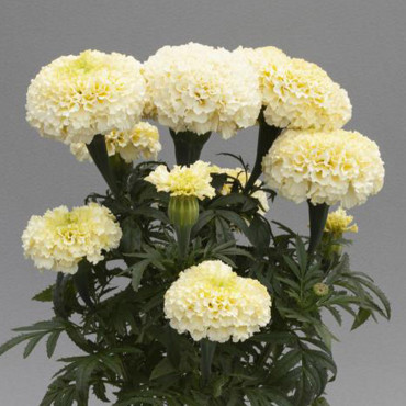 Cempasuchil Afr.Whit...